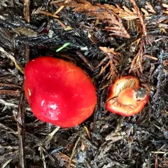 Orange Waxcap thumbnail 2