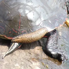 Smooth Turtle Leech thumbnail 4