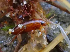Celina angustata thumbnail 1