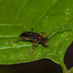 Stripe-legged Long-horned Beetle thumbnail 4