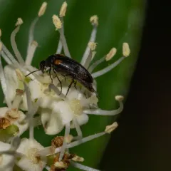 Yellow-shouldered Tumbling Flower Beetle thumbnail 3