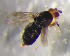 Pterogramma palliceps thumbnail 2