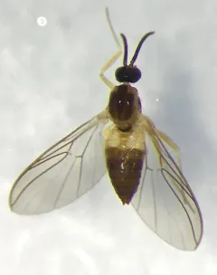 Mycetobia divergens thumbnail 4