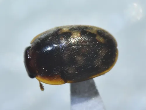 Cryptarcha strigatula