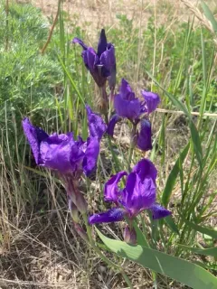 Leafless Iris thumbnail 2