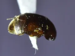 Colopterus truncatus thumbnail 3