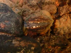 Brook Floater thumbnail 2