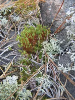 Tufted Thread-moss thumbnail 3