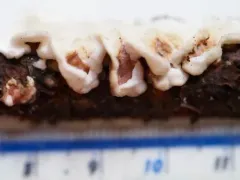 Netted Crust thumbnail 1