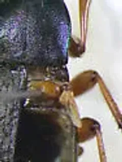Chlaenius platyderus thumbnail 2