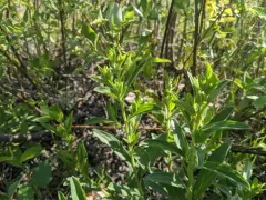 Virginia marbleseed thumbnail 2