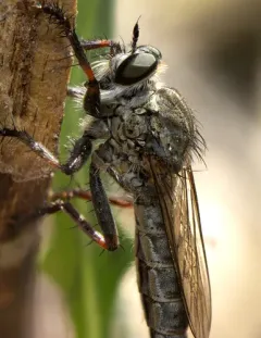 Machimus occidentalis thumbnail 4