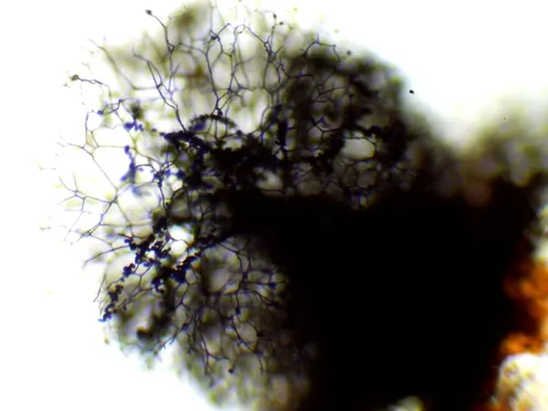 Lamproderma pulchellum