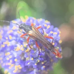 Neobellamira delicata thumbnail 4