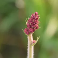 American alumroot thumbnail 4