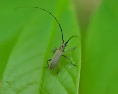 Ashen Longhorned Beetle thumbnail 3