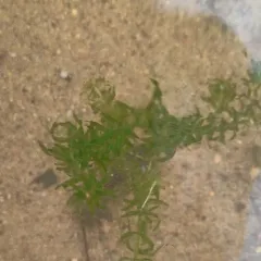 Nuttall's Waterweed thumbnail 4