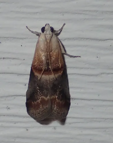 Walnut Shoot Moth