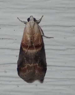 Walnut Shoot Moth thumbnail 1