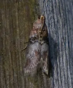 Belted Leafroller Moth thumbnail 1