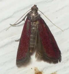 Rusty Varneria Moth thumbnail 1