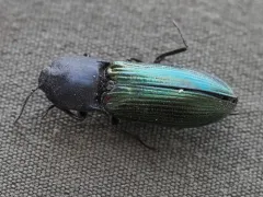 Metallic Click Beetle thumbnail 2