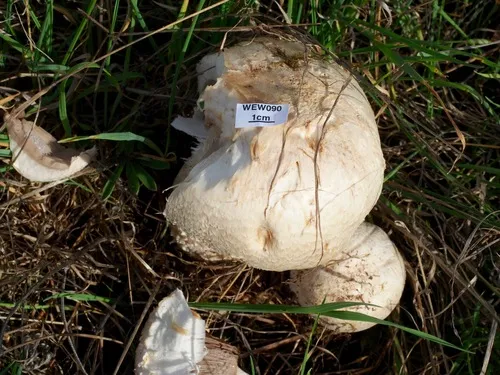 Macro Mushroom