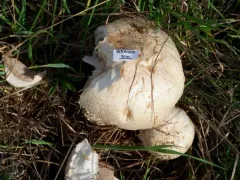 Macro Mushroom thumbnail 1