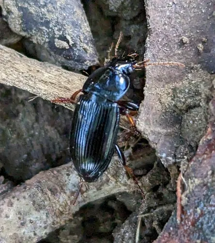 Harpalus innocuus