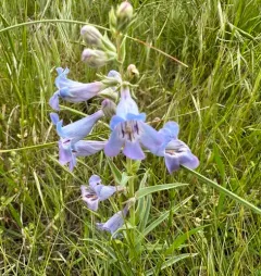 Broadbeard Beardtongue thumbnail 4