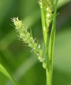 Davis' sedge thumbnail 1