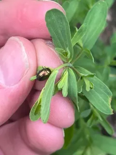 greater St. John's wort beetle thumbnail 3