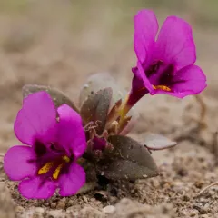 Dwarf Purple Monkeyflower thumbnail 2
