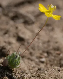 golden pygmypoppy thumbnail 1