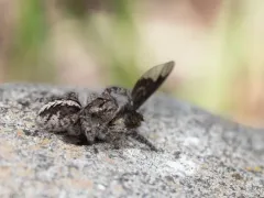Lapland Jumping Spider thumbnail 2