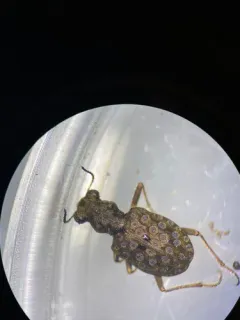 Elaphrus purpurans thumbnail 2