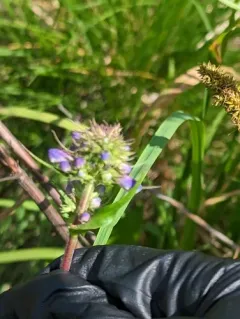 tall western penstemon thumbnail 1