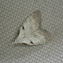 Ceanothus Nola Moth thumbnail 2