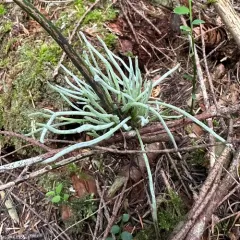 Exobasidium parvifolii thumbnail 3