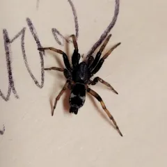 Common Patterned Ant-mimic Ground Spider thumbnail 2