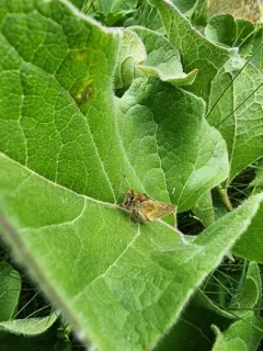 Mardon Skipper thumbnail 4