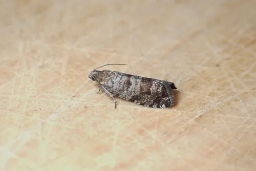 European Spruce Needleminer Moth