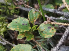 Wintergreen Rust thumbnail 2