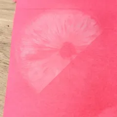 Rhodocollybia prolixa thumbnail 2