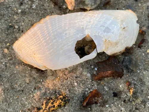 Atlantic Mud-piddock
