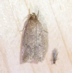 Dotted Leaftier Moth thumbnail 3
