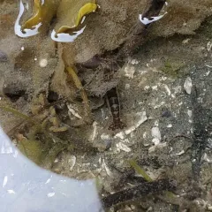 Northern Hooded Shrimp thumbnail 3