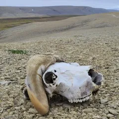 Muskox thumbnail 3