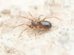 Scotinella pugnata thumbnail 2