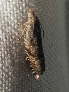 Broken-barred Roller thumbnail 3